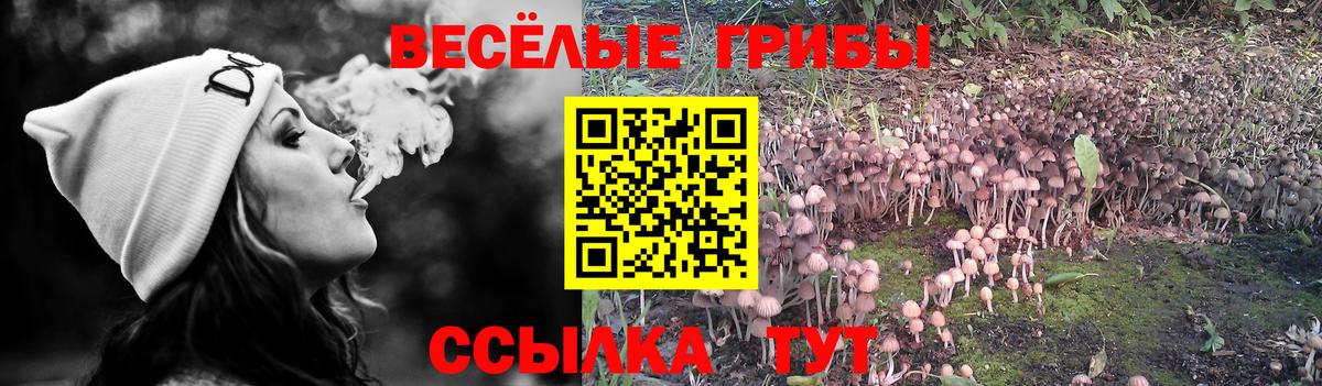 Псилоцибиновые грибы прущие грибы  Вход с VPN  Зима 